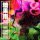 Download Andy Mineo - Candy Rain